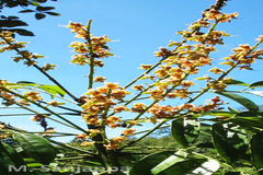 Ormosia travancorica